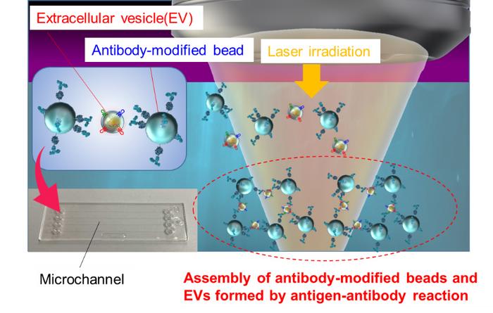 Schematic diagram of light-induced assembly of extracellular vesicles (EV)