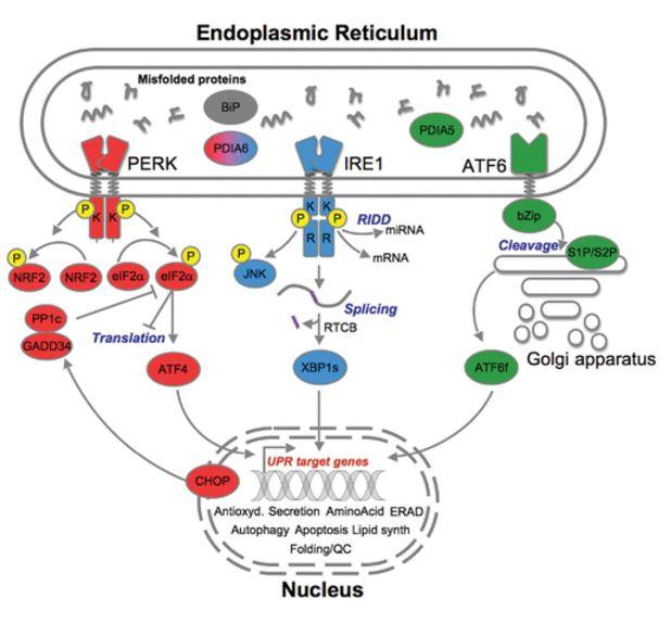 Control of the Unfolded Protein Response in Health and Disease