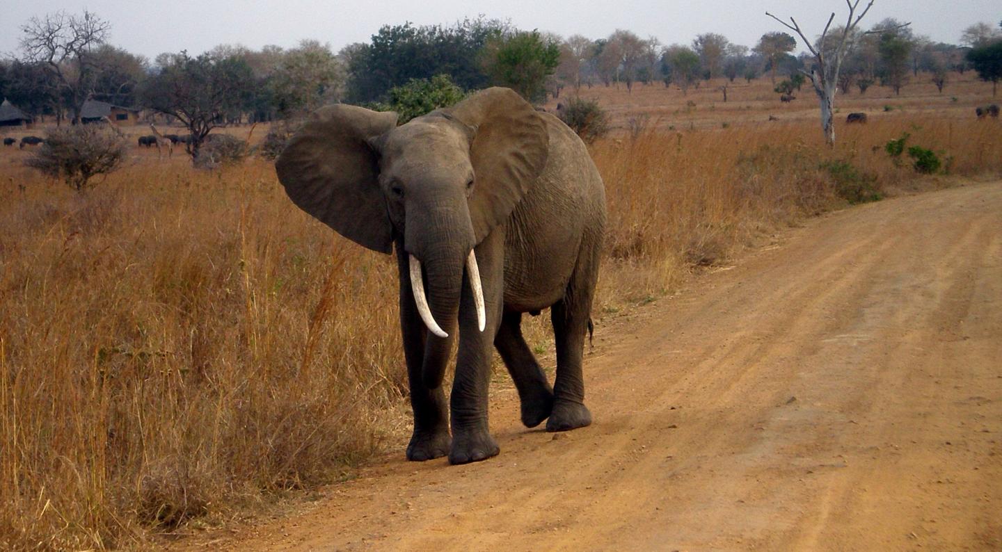 Zombie Gene, LIF6, Protects Elephants Against Cancer