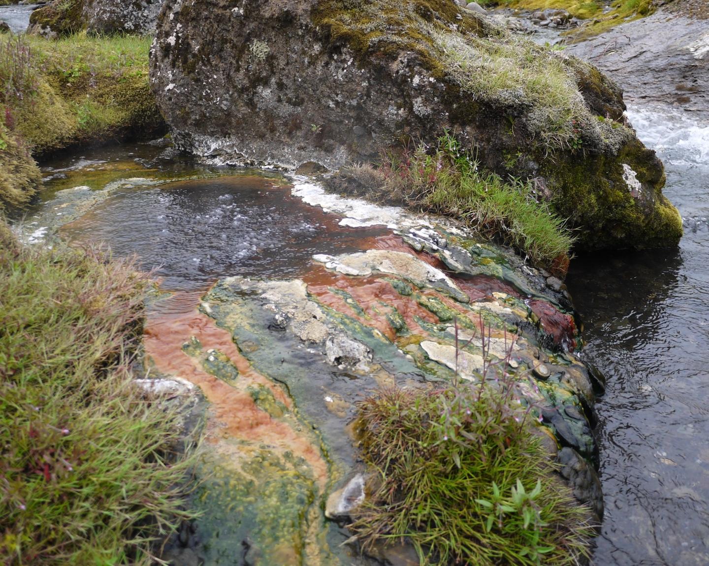 Microbial Mat Near a Hot Spring in Iceland