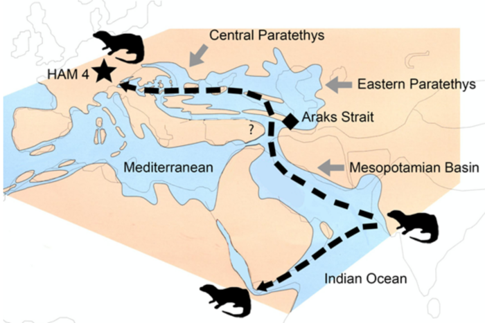 Temporospatial distribution of the known species of the genus Vishnuonyx.
