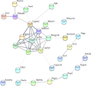 The protein-protein interaction (PPI) network of 85 proteins in the DB/RAD group. Line thickness indicates the strength of data support.