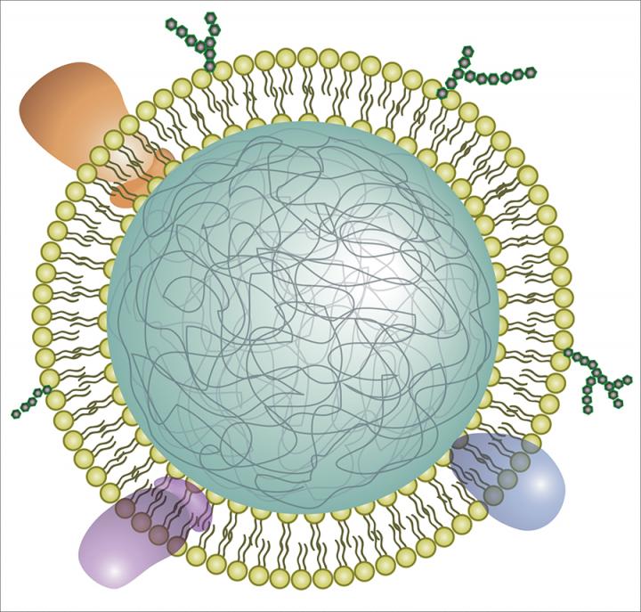 Cartoon of Neutrophil Nanosponge