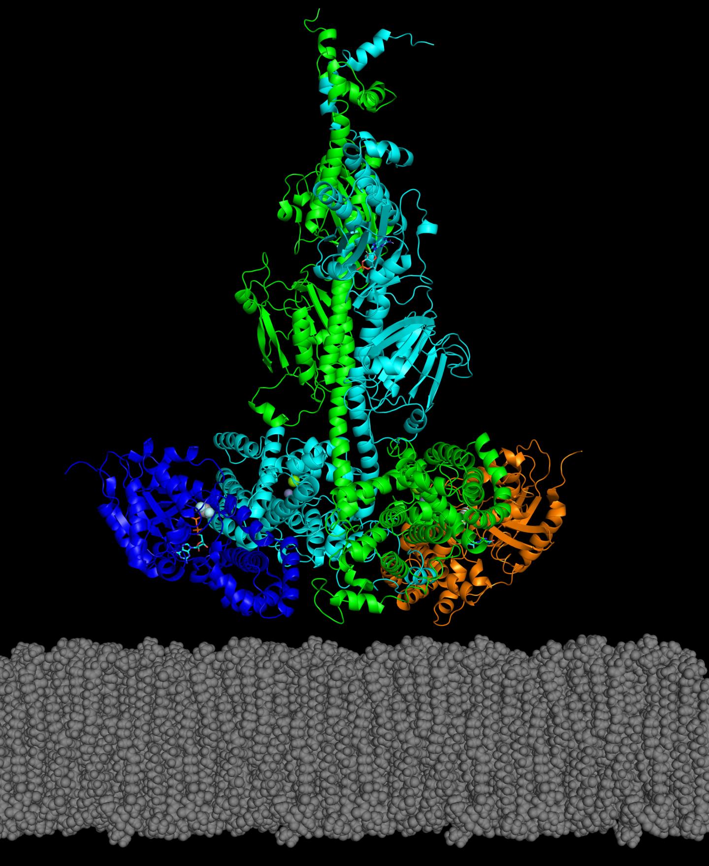 Model Key Protein in Retinal Diseases