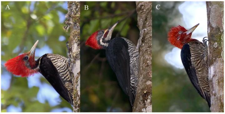 One of These Woodpeckers is Not Like the Others