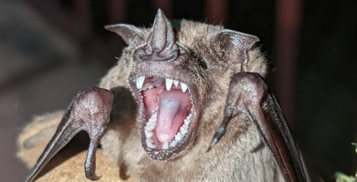 Jamaican fruit bat