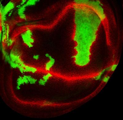 <i>Drosophila</i> Wing Disc