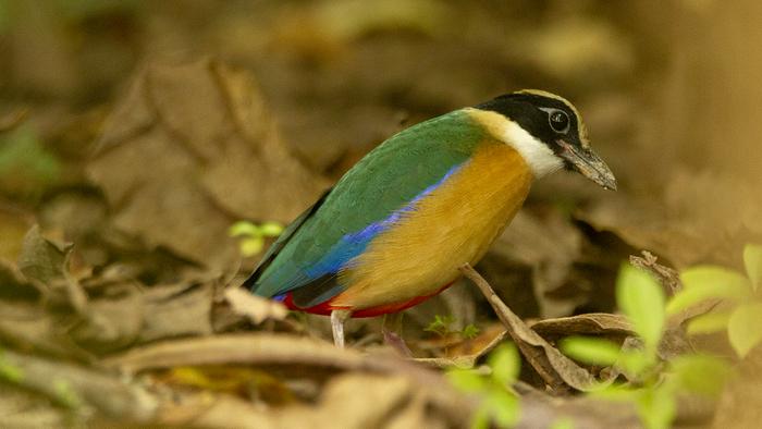 Blue-winged Pitta in the wild