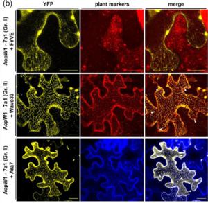 AopW1 co-localizes with plant endosomes in the plant cell