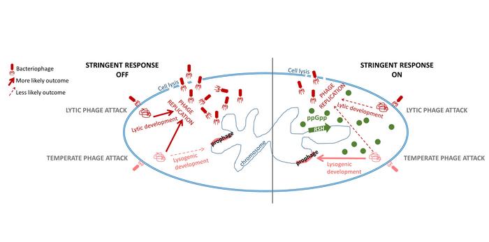 Schematic of bacteriophage attacking bacterium