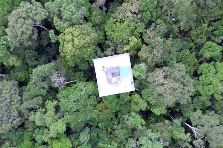 Plateau Forest Canopy