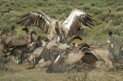 Scavenging Vultures