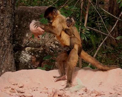 Capuchin Using Tools