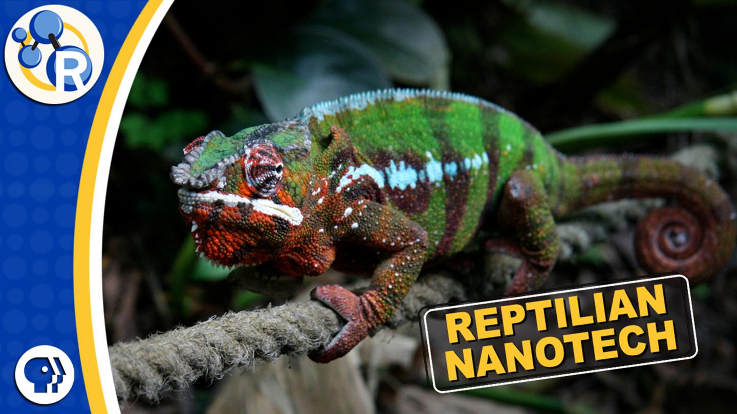 Chameleons Are Masters of Nanotechnology (Video)