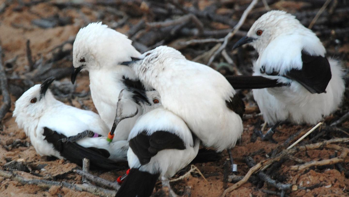 Southern Pied Babblers (2 of 2)