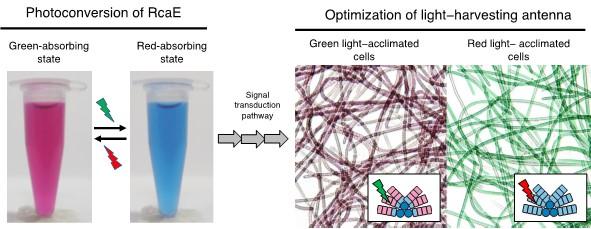 RcaE senses green and red lights and regulates the absorptive maxima of light-harvesting antenna supercomplex  in cyanobacteria