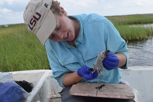 Marsh rice rat sampling