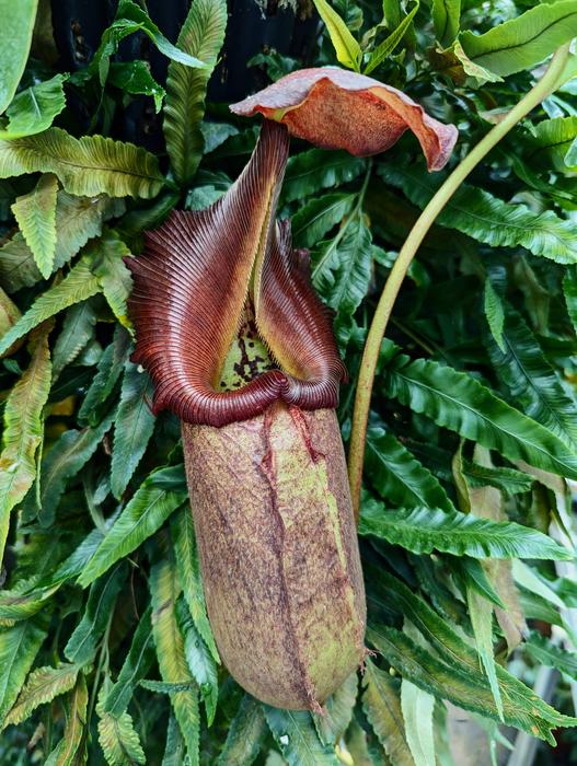 Pitcher plants - no. 3