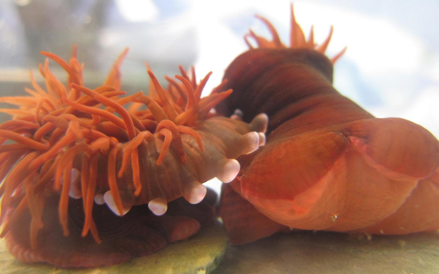 Fighting Anemones