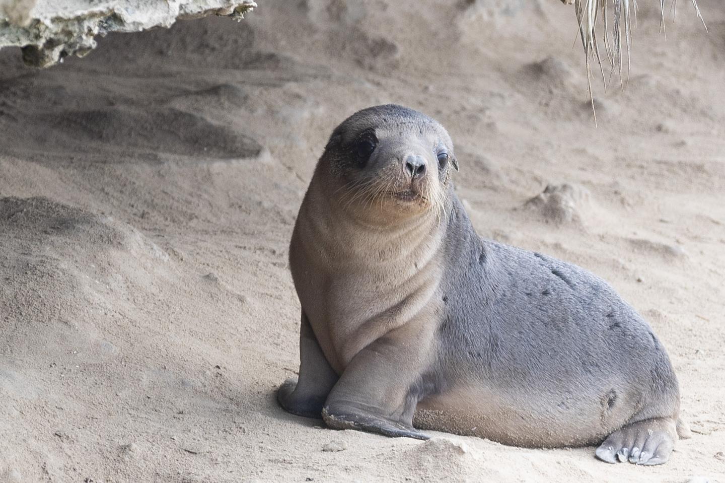 A sea lion pup on Kangaroo Island, South Australia.