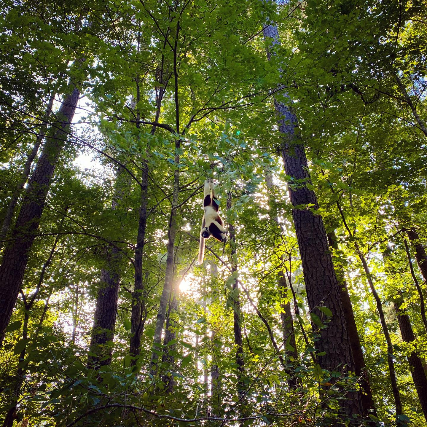 Coquerel's Sifaka (Propithecus)