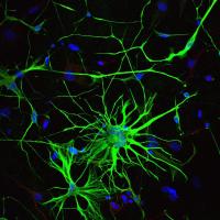 How to Target Astrocytes Among the Neurons