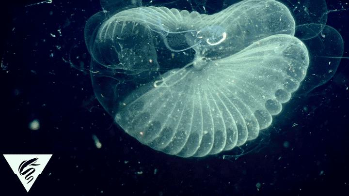 Giant Larvaceans Transfer Ocean Pollution by Ingesting Plastic Waste (3 of 3)