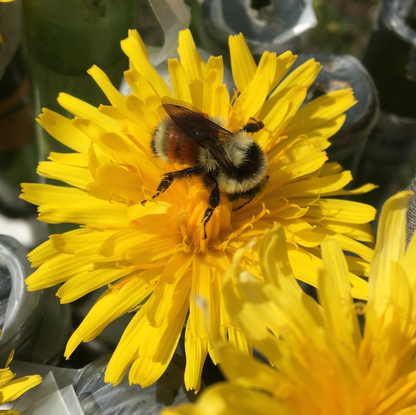Bumblebee on a Flower