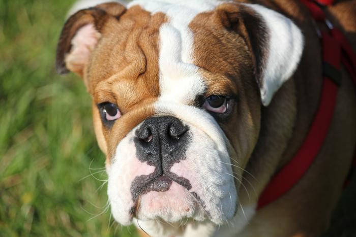 Brachycephalic dog