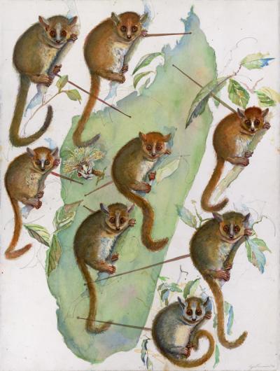 Illustration of Mouse Lemurs (<i>Microcebus</i>)