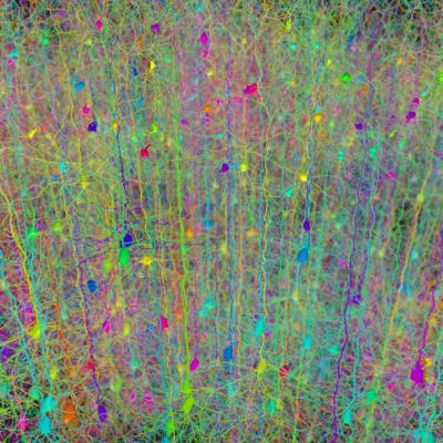 Forest of Neurons