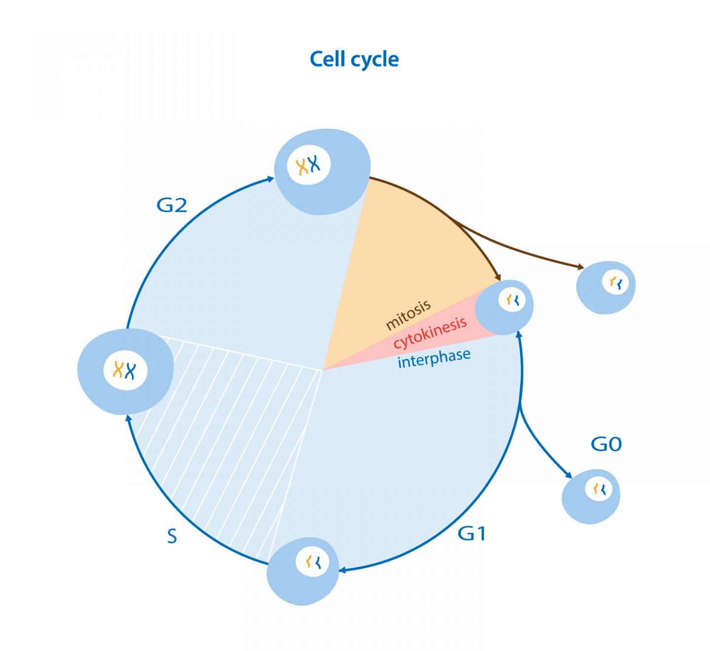 Cell Cycle