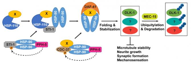 Model for the Antagonism between the HSP and the UPS