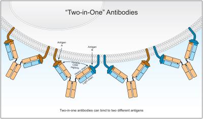 Engineered Antibody Challenges 'One Lock, One Key' Dogma (2 of 3)