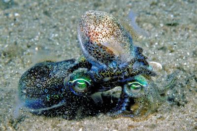 Southern Dumpling Squid