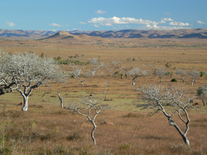 Central plateau landscape - Digital Image © Board of Trustees, RBG Kew (1)