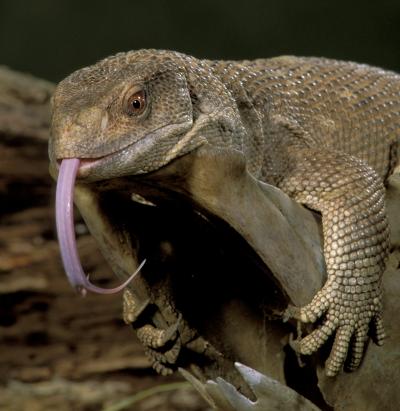 Savannah Monitor Lizard