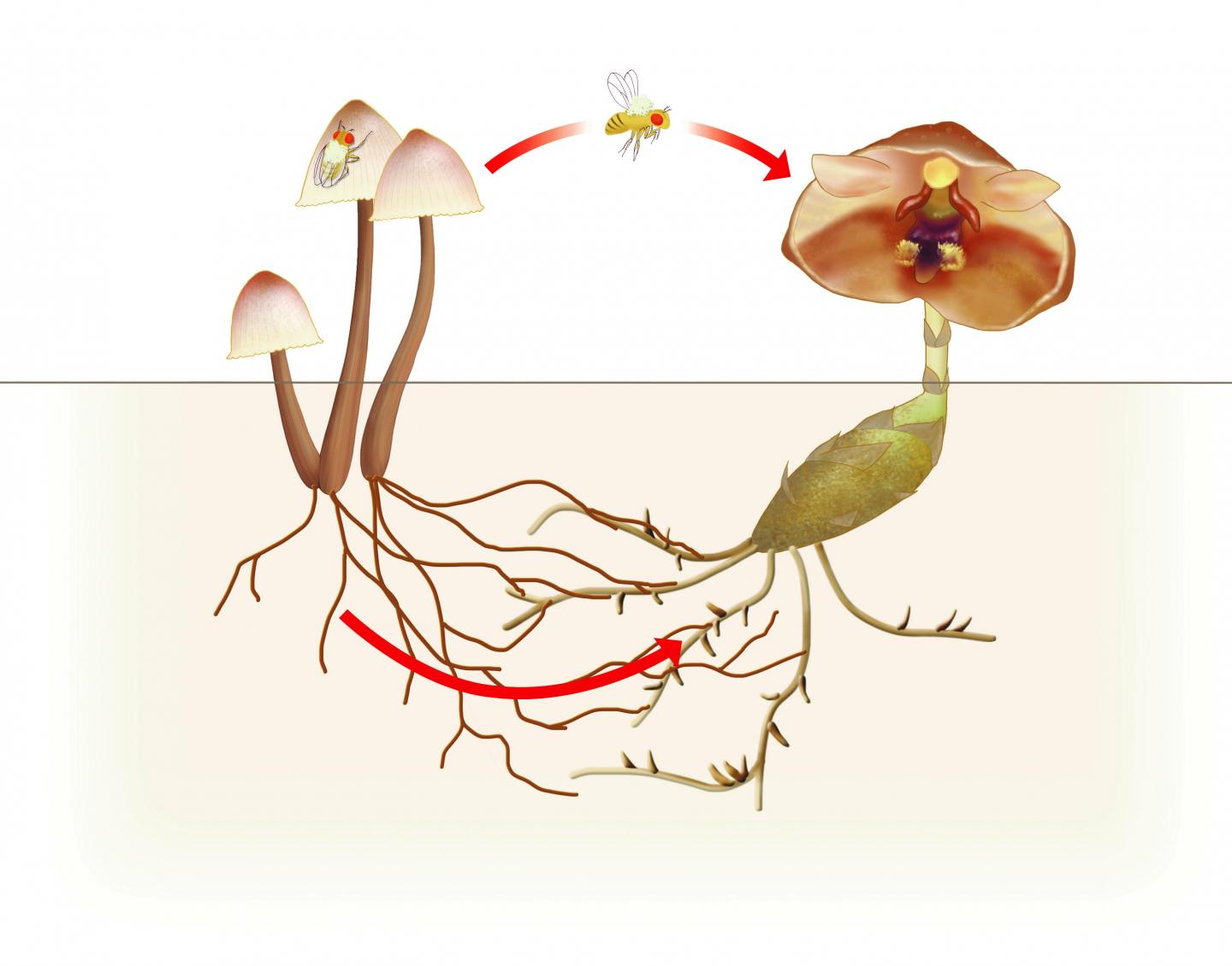 Freeloading Orchid Relies on Mushrooms Above and Below Ground (2)
