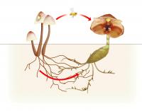 Freeloading Orchid Relies on Mushrooms Above and Below Ground (2)