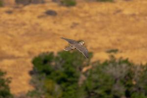 Juvenile Prairie Falcon in NCA Habitat