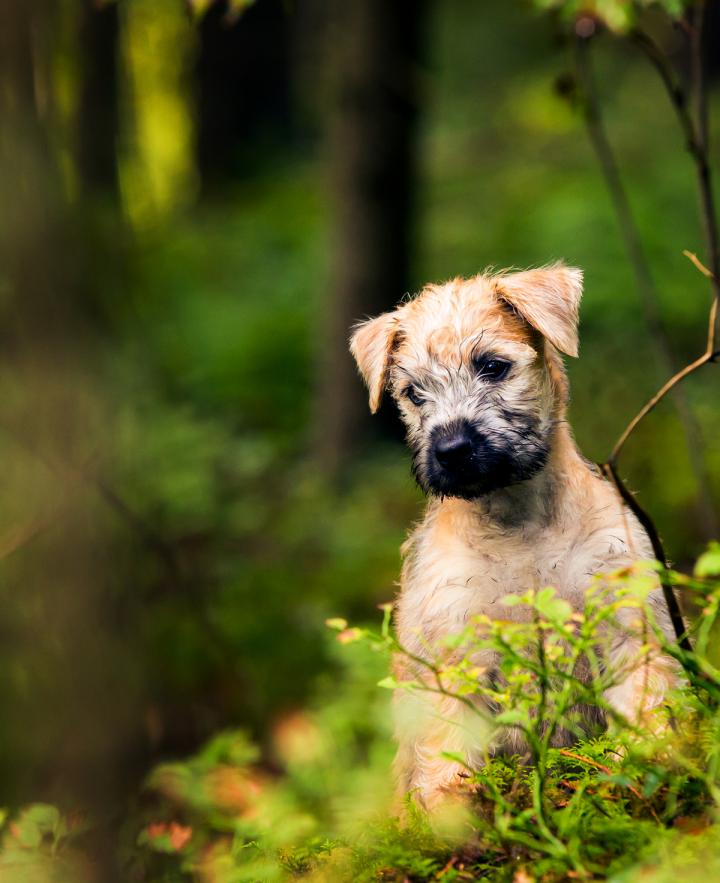 Irish Soft-Coated Wheaten Terrier