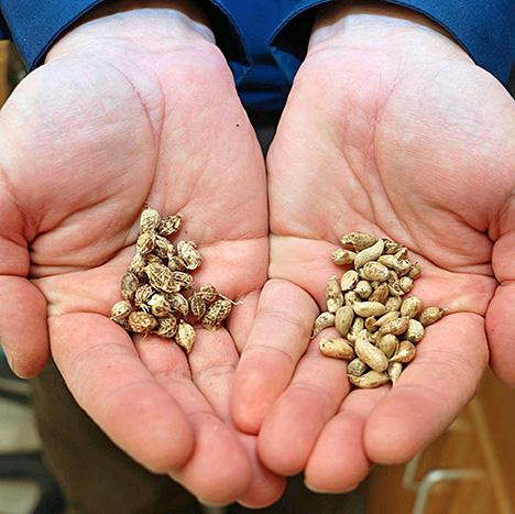 Modern Peanut Owes Complex Genome to Two Wild Ancestors