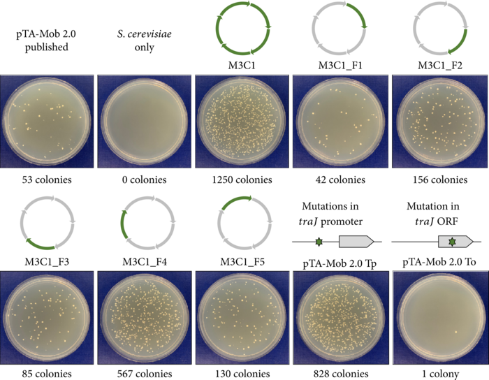 Identification of mutations in M3C1 responsible for improved conjugation to S. cerevisiae.