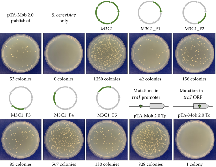 Identification Of Mutations In IMAGE EurekAlert Science News Releases
