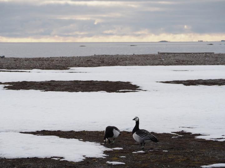 Dutch Barnacle Geese at Spitsbergen Tundra