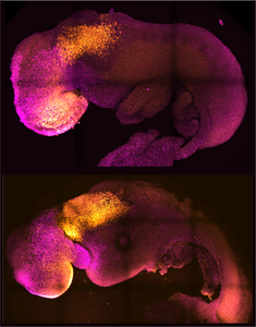 Natural and synthetic embryos side by side