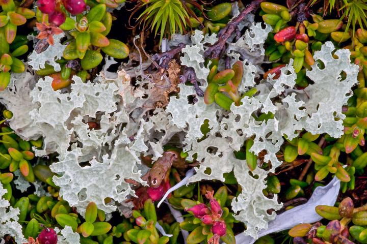 Common Fruticose Lichen