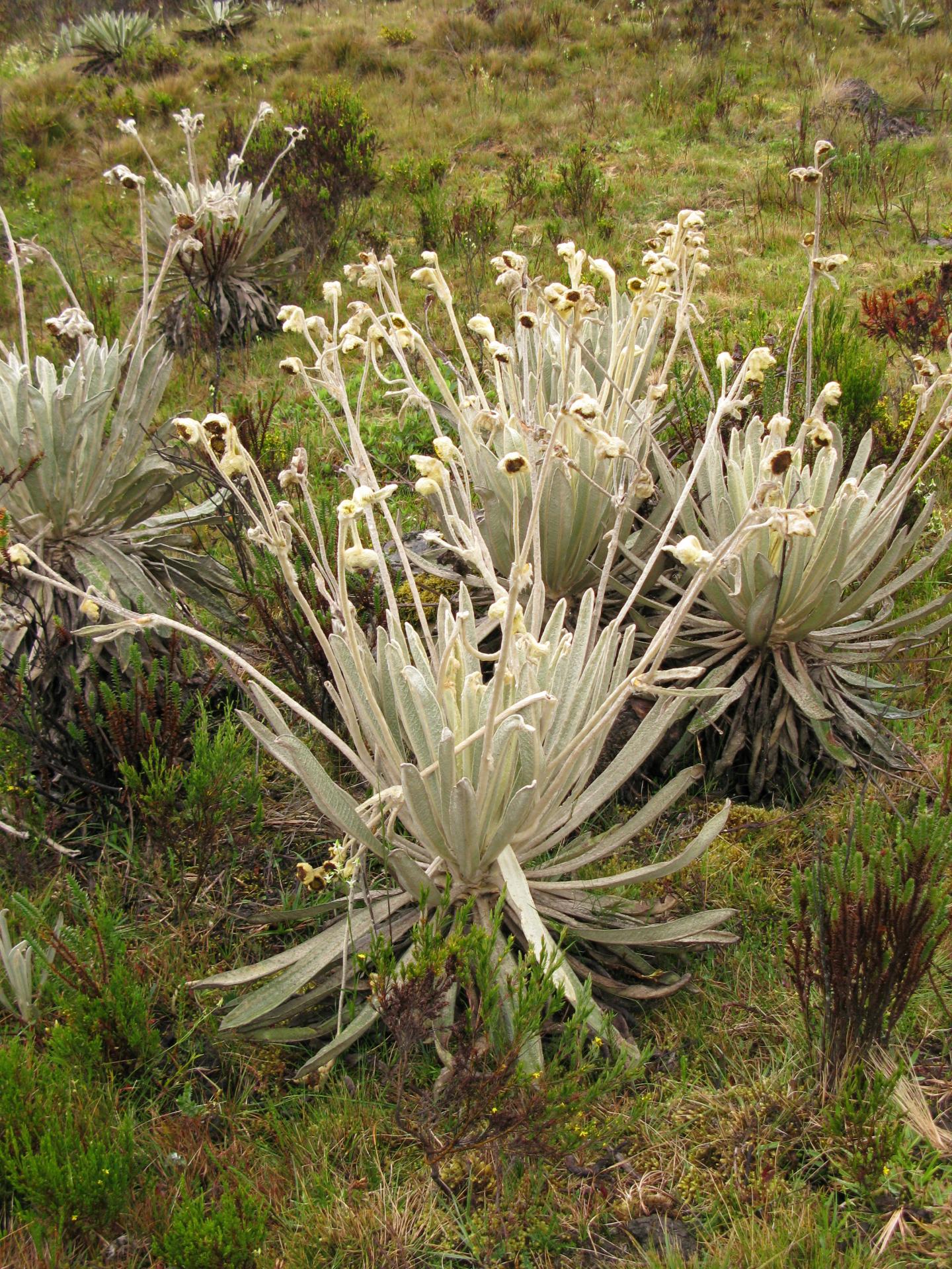 <em>Espeletia praesidentis</em>