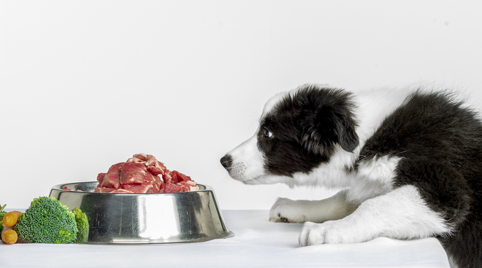 Mixed breed dog "Nala" waiting for her meal to be served.