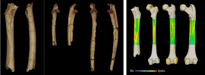 Modèles 3D et analyses du matériel post-crânien de Sahelanthropus tchadensis